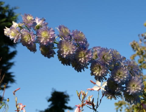 Ostróżka mieszańcowa (Delphinium x) 